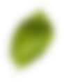 leaf2